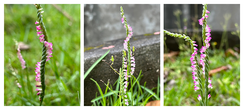 綬草花朵有著不同深淺的漸層變化 (照片來源：公共事務室)